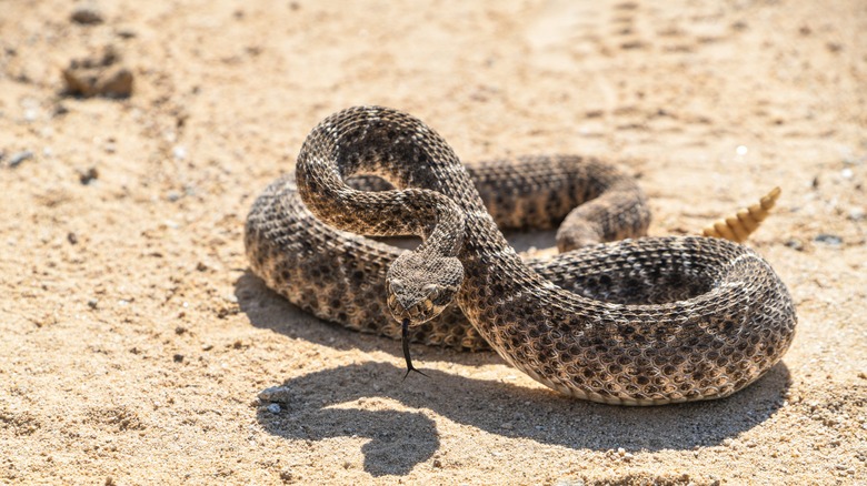 A rattlesnake in the desert