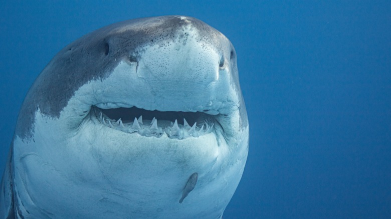 A great white shark