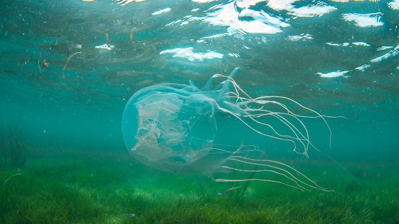 Okinawa box jellyfish