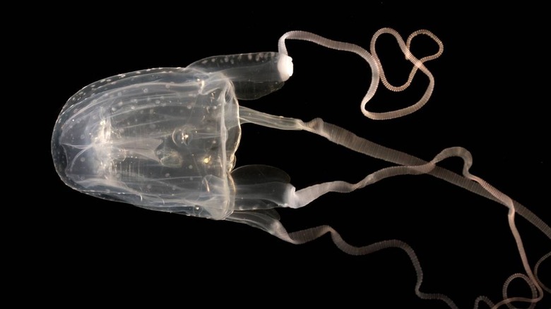 Morbakka fenneri jellyfish