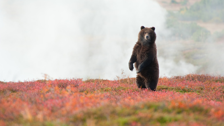 Brown bear in Kronotsky Nature Reserve