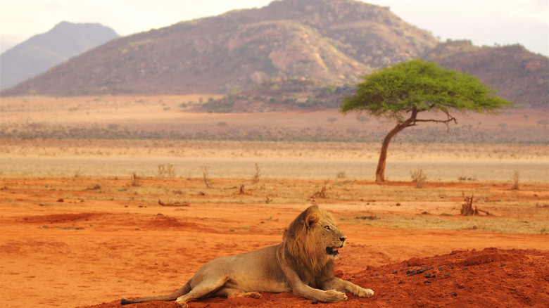 Lions in Tsavo National Park