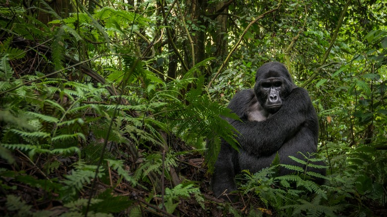 Mountain gorilla in Virunga National Park