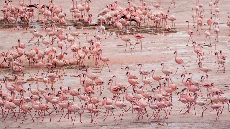 Flamingos in Lake Natron, Tanzania 