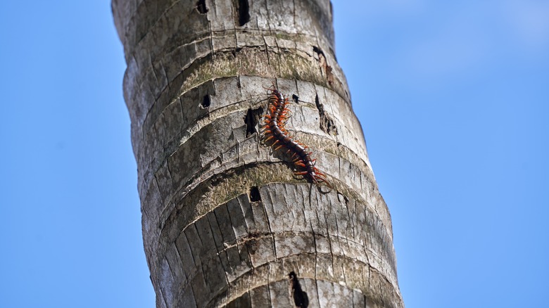 Centipede crawling on tree in Hawaii