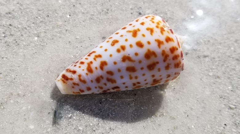 Cone snail in shallow water