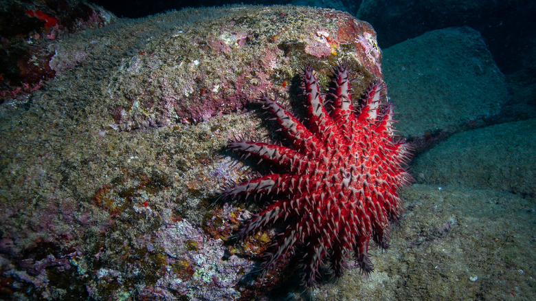 Crown-of-thorns starfish clinging to rock
