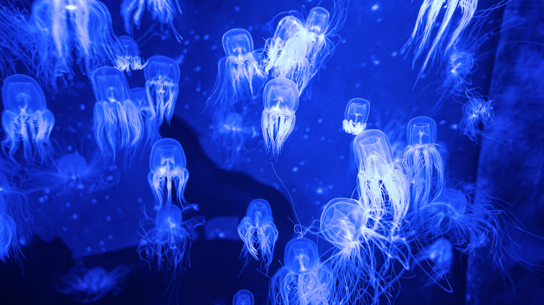 Group of box jellyfish in water