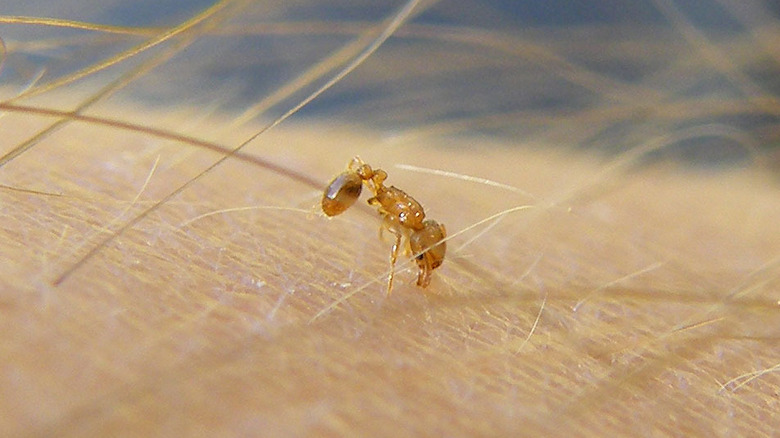 Little fire ant biting human