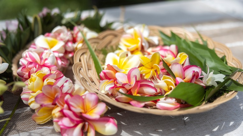 Picked flowers to make Hawaiian lei