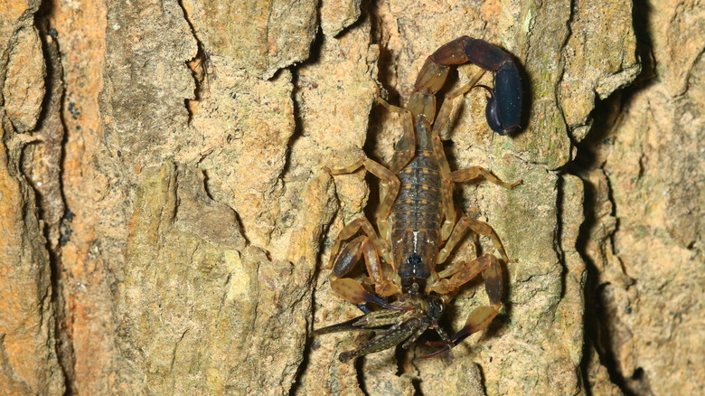 Lesser brown scorpion in nature
