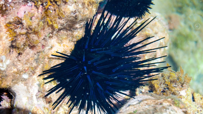 Blue black spiny sea urchin