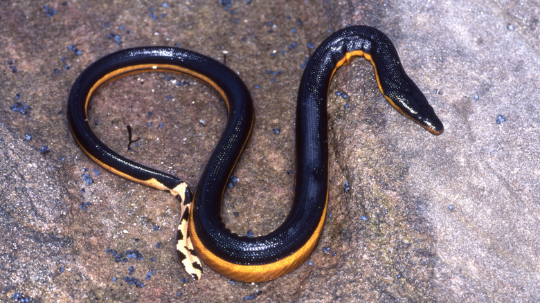 Yellow-bellied sea snake on land