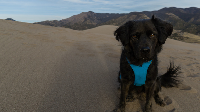 Dog enjoying the sand dunes