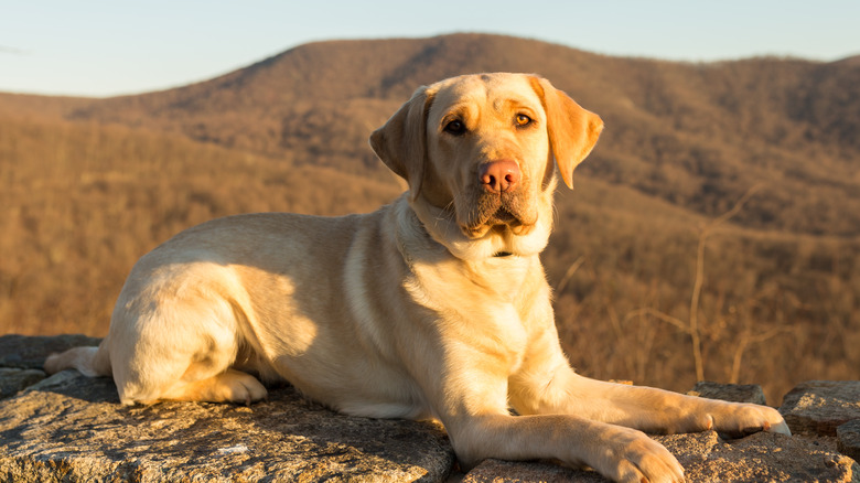 Dog in Shenandoah National Park