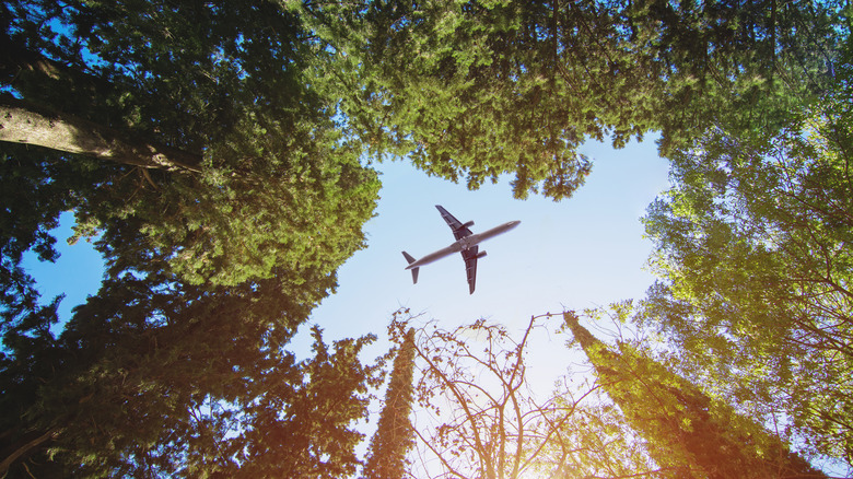 airplane flying over forest