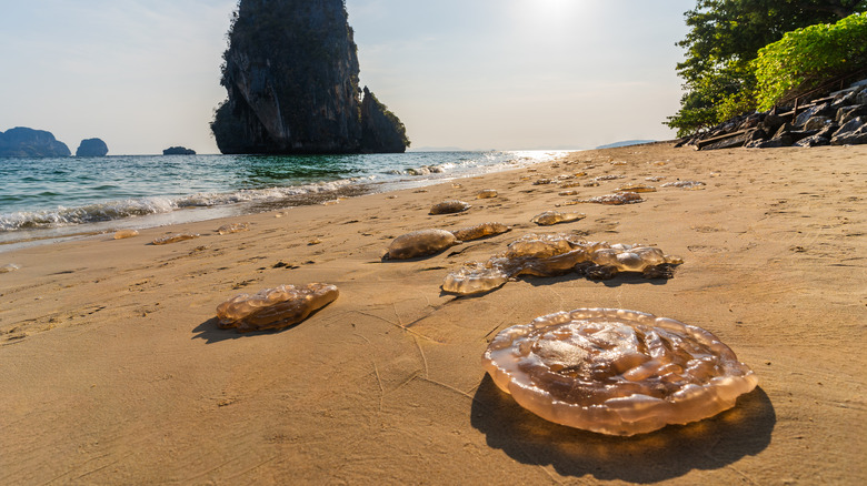 Dead jellyfish on the beach