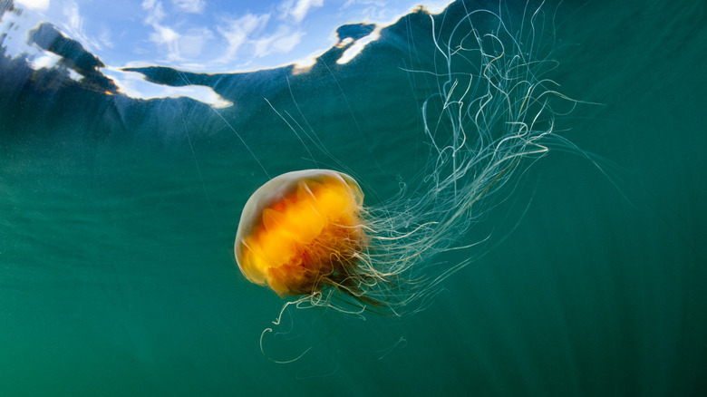 Undwerwater view of a jellyfish