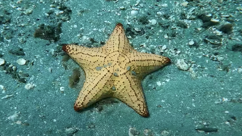 starfish under blue heron bridge