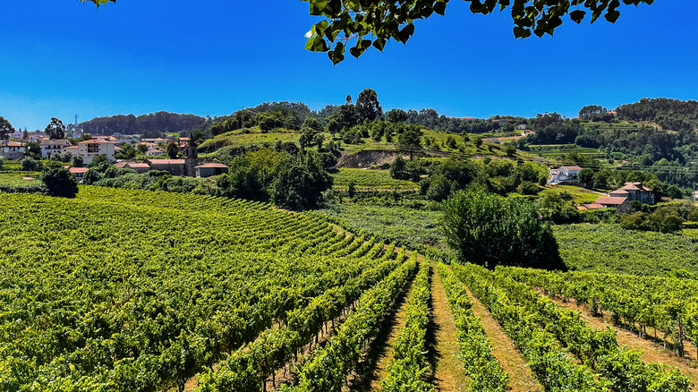 View of Portuguese vineyard