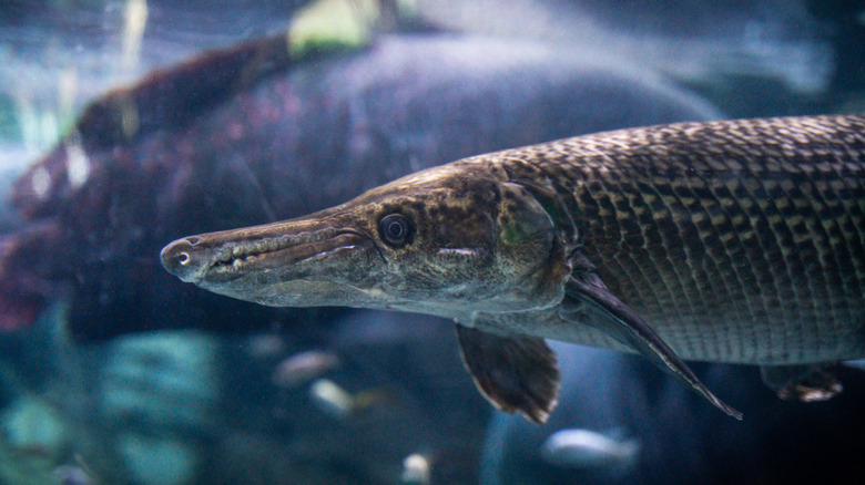 scary alligator gar