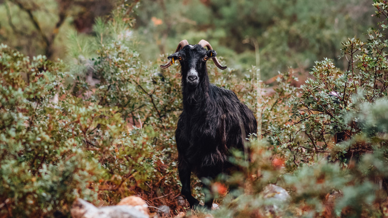 goat in the forest