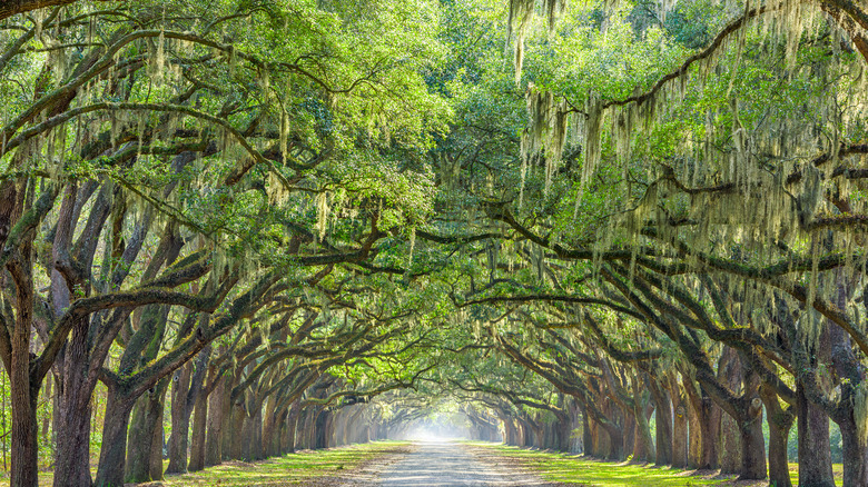 Oak tree-lined path in Savannah