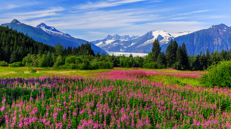 Mendenhall Glacier with wildflowers