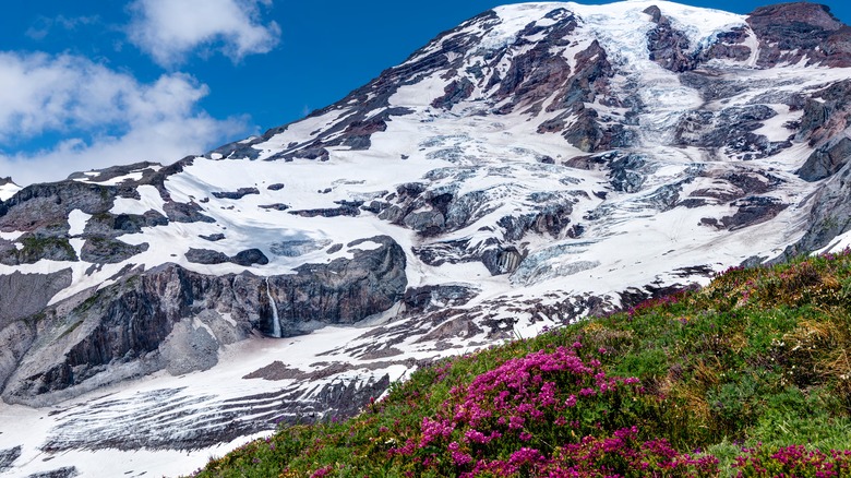 Mt Rainier with wildflowers