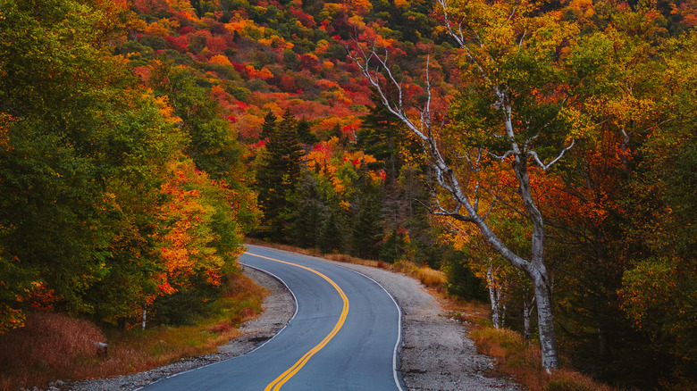Road at Grafton Notch State Park 