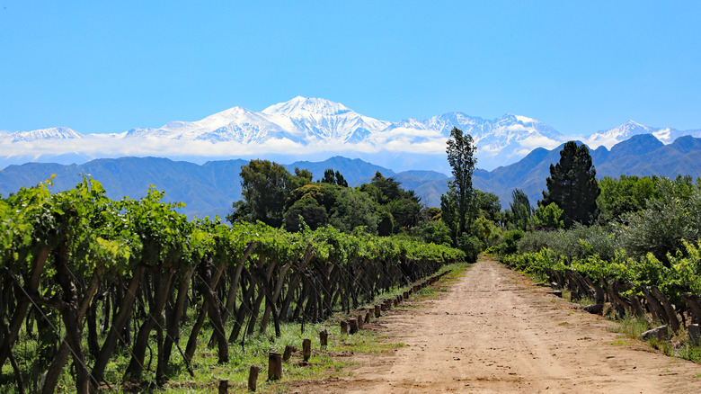Mendoza vineyards with mountains