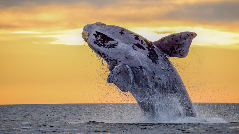 Puerto Madryn, Argentina whale watching