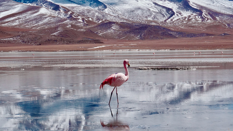 Uyuni, Bolivia flamingos