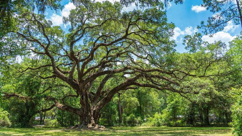 old live Oak tree at Dade Battlefield