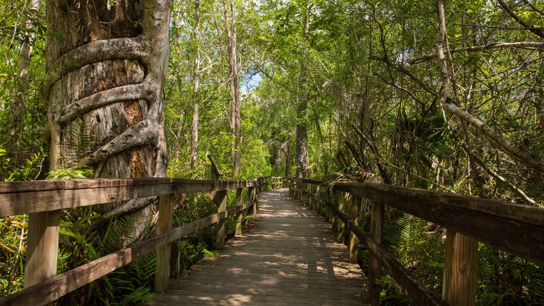 boardwalk at Fakahatchee Strand Preserve