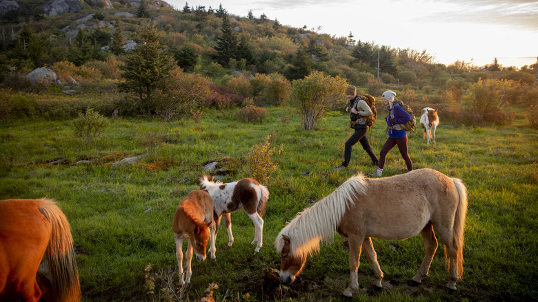 Ponies at Grayson Highlands State Park