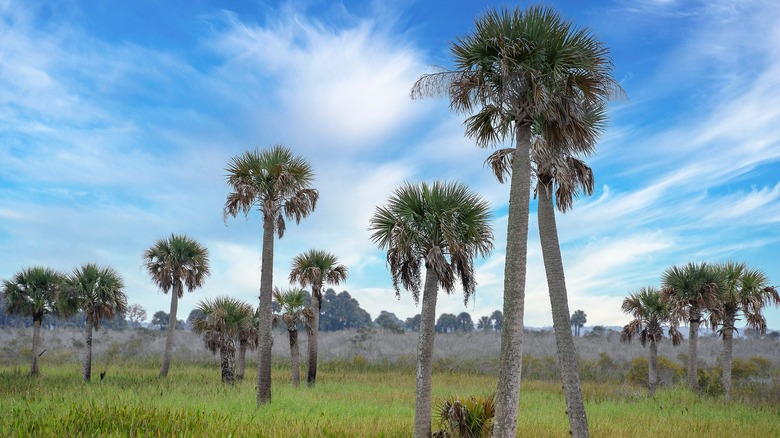 Trees in Kissimmee Prairie Preserve