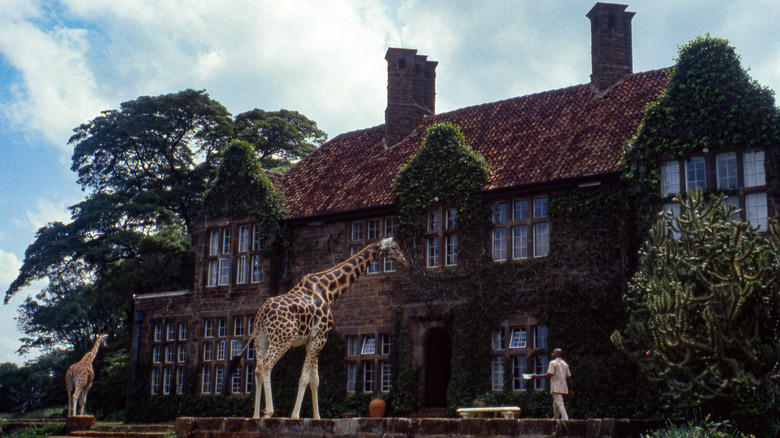 Giraffes outside Giraffe Manor