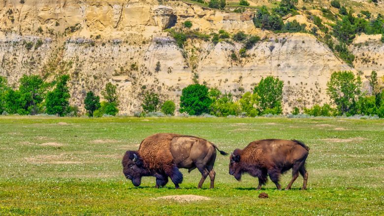 Bison in Theodore Roosevelt National Park