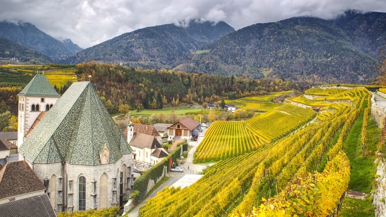 Vineyards near Brixen, Italy