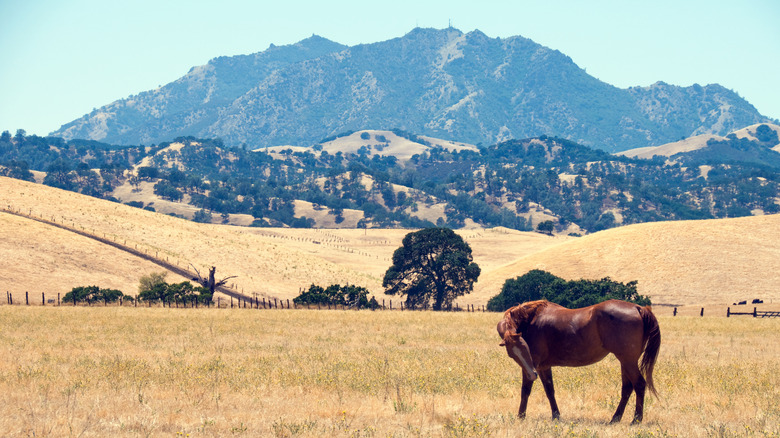A grazing horse and Mount Diablo