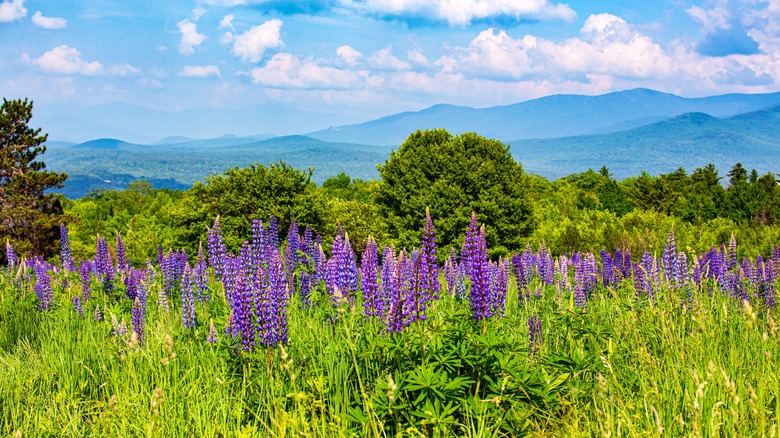 lupines against mountain backdrop