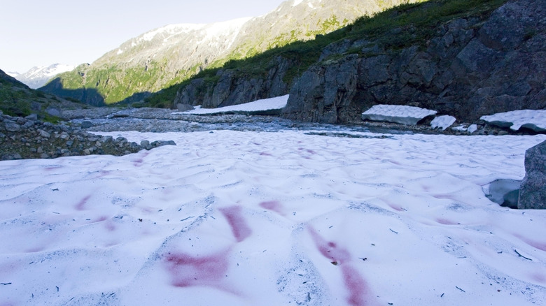 Red algae on melting snow