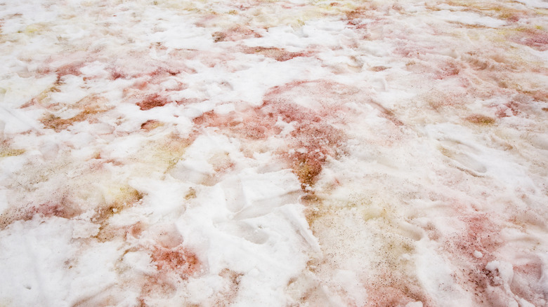 Red algae bloom snow