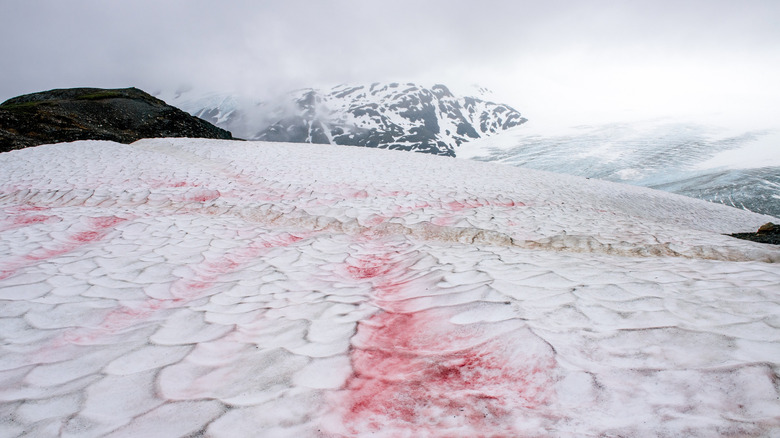 Red algae snow bloom in the mountains