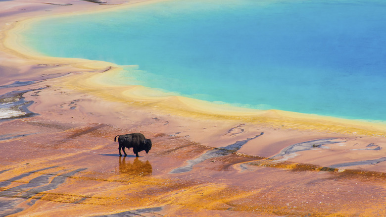 Bison crossing the spring