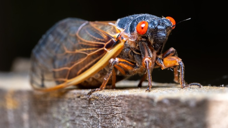 Close-up of a cicada