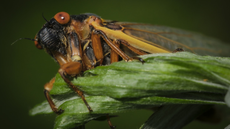 Close-up of cicada on leaf