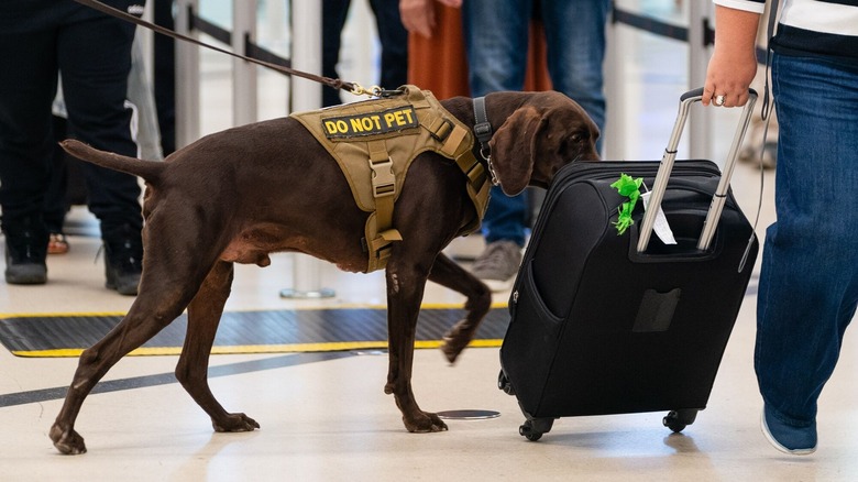 Airport security dog sniffing bag