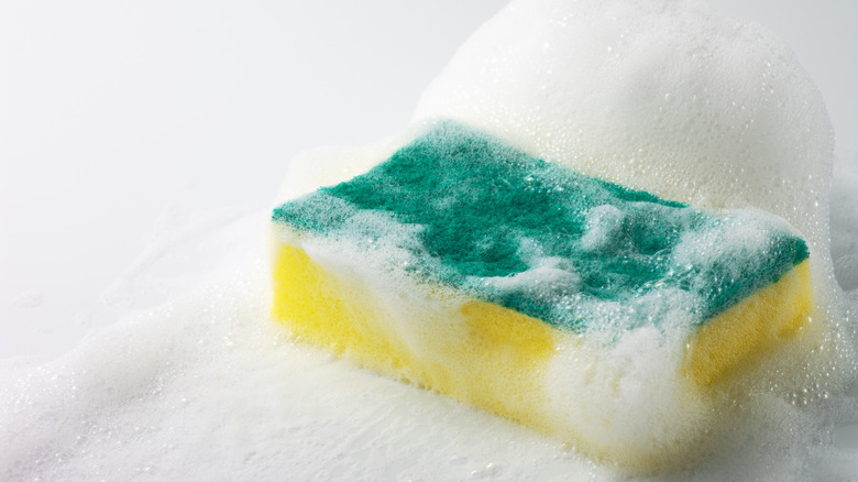 Soapy sponge